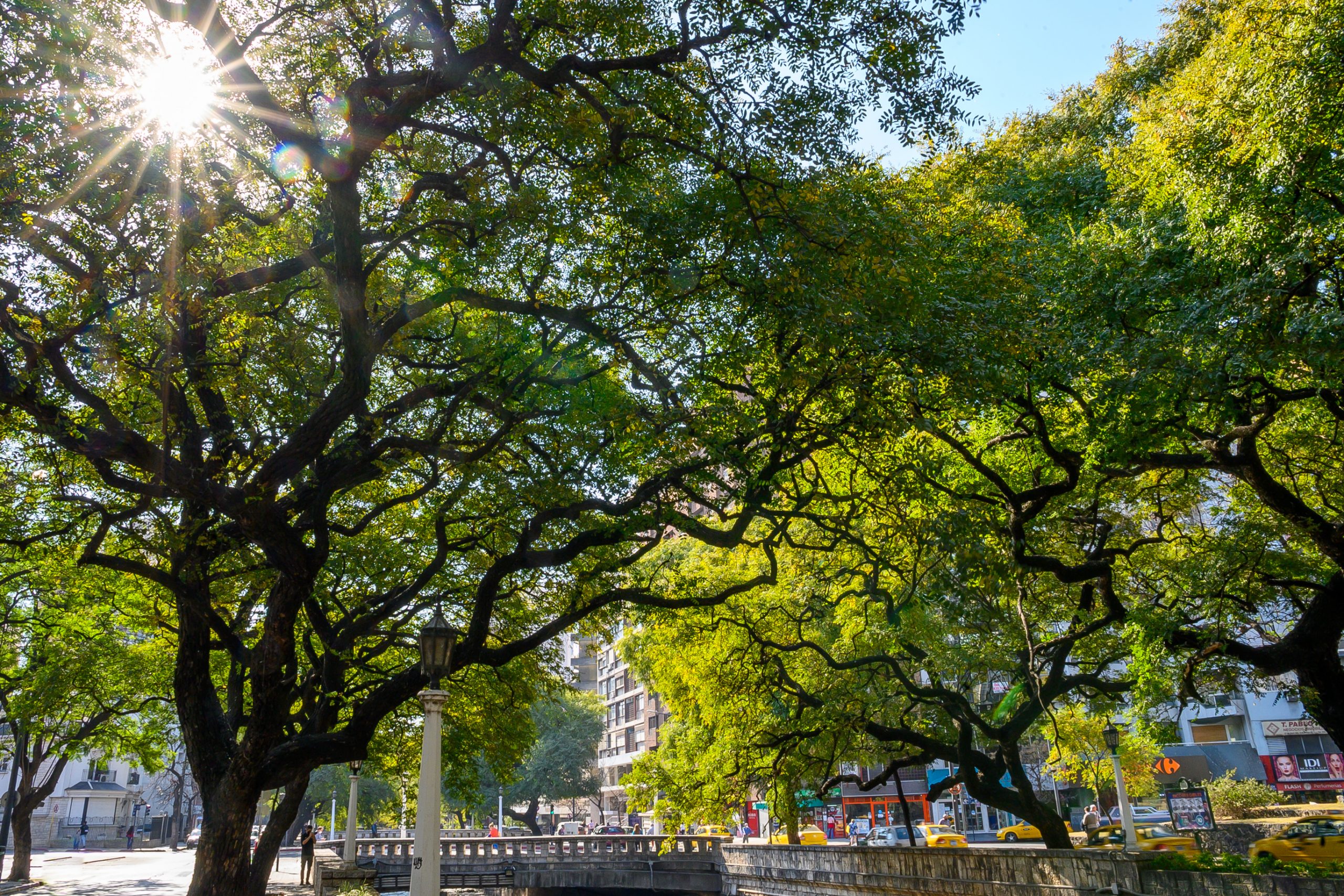 Las tipas de La Cañada son Patrimonio Natural Urbano de la ciudad ...