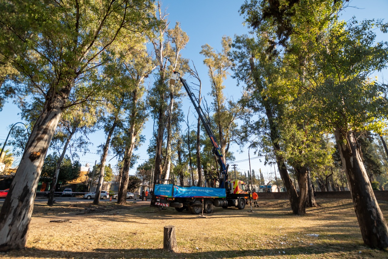 Tras 10 años, vuelve la poda en árboles de hasta 40 metros de altura