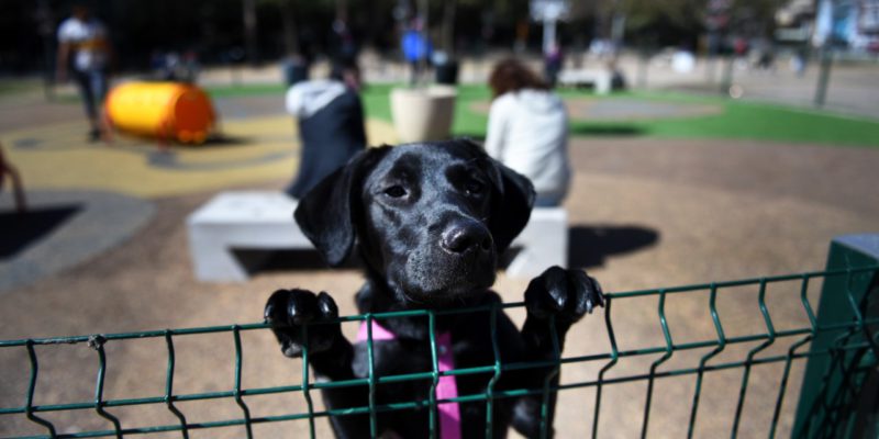La Plaza De La Intendencia-Héroes De Malvinas Recibe Un Desfile De Perros En Adopción