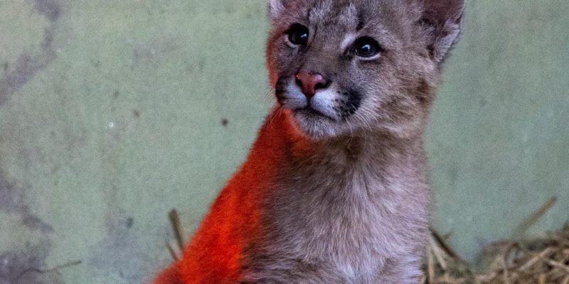 Un Puma Cachorro Ingresó Al Centro De Rescate Del Parque De La Biodiversidad