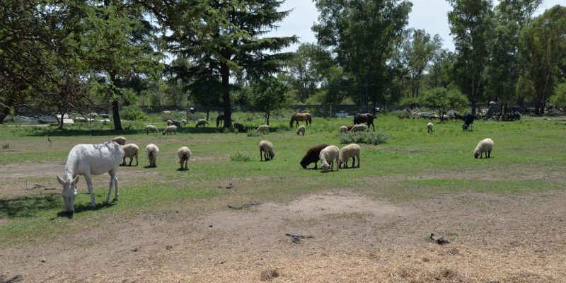 Animales De Granja Del Ex Zoo Serán Trasladados A Un Predio Rural Camino A Alta Gracia