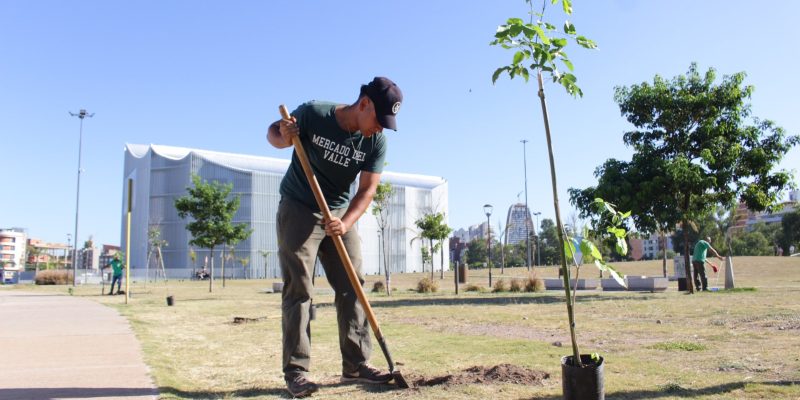 Forestando Futuro: Se Colocaron Los Primeros árboles En Cercanías Del Centro Cívico Provincial