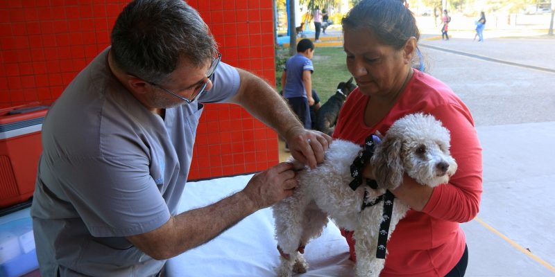 Hasta Las 18 Horas Se Realiza Una Jornada De Vacunación Antirrábica Y Desparasitación En El Parque Sarmiento