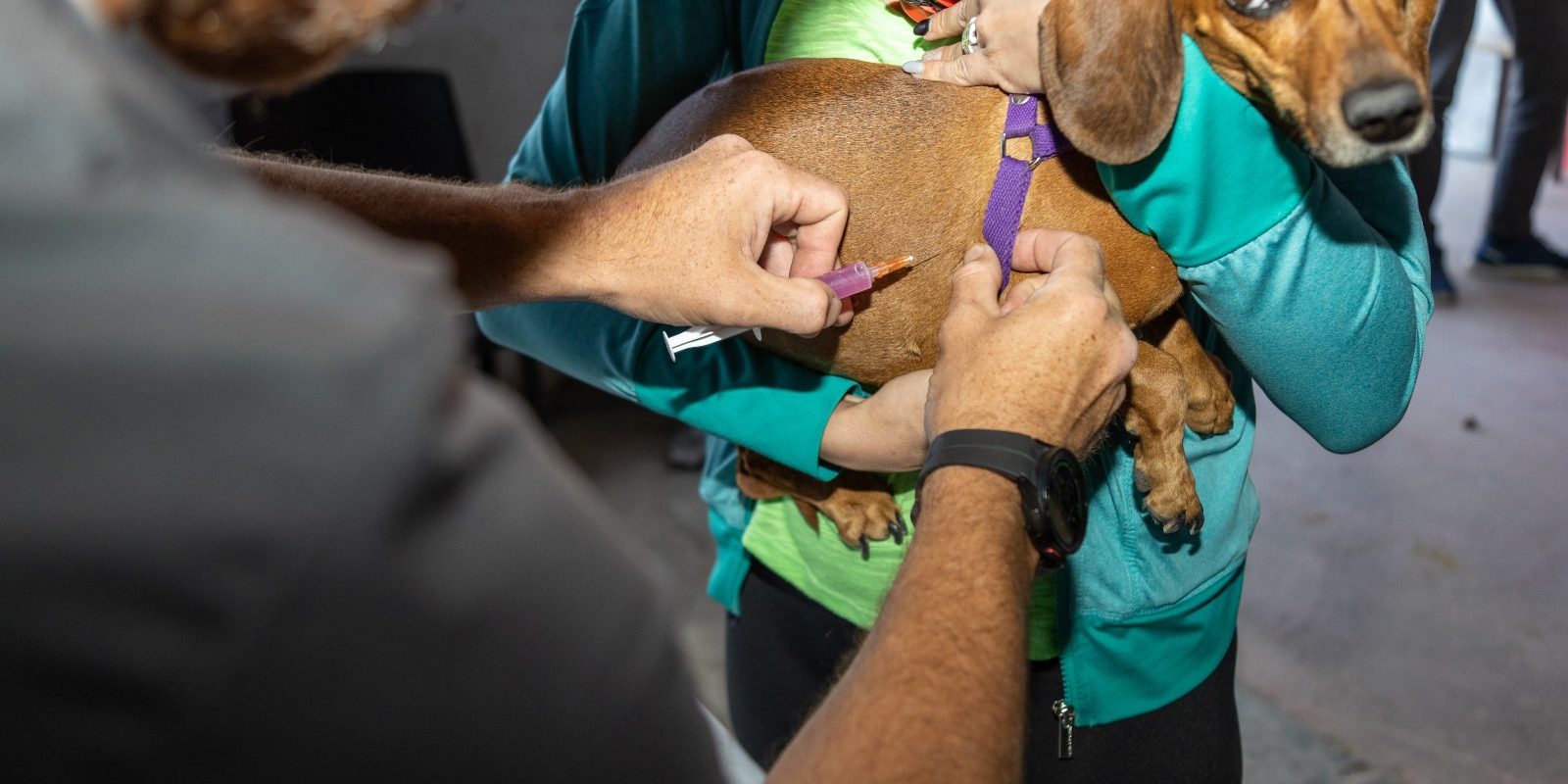 cuando los perros deben vacunarse contra la rabia