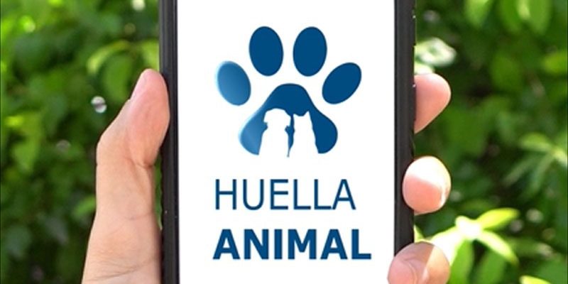 Cómo Y Dónde Denunciar Perros Potencialmente Peligrosos En La Ciudad De Córdoba