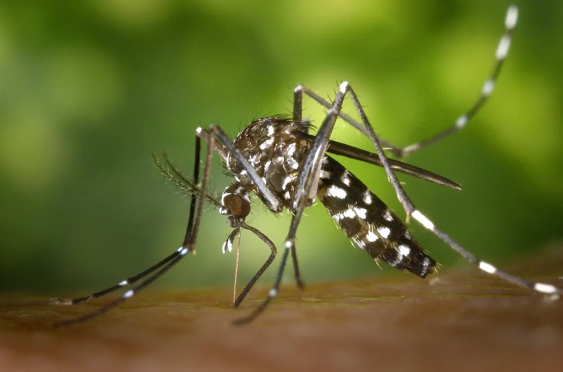 Dengue: ante síntomas, podés concurrir a cualquiera de los 100 Centros de  Salud, las DEM y hospitales municipales < Municipalidad de Córdoba
