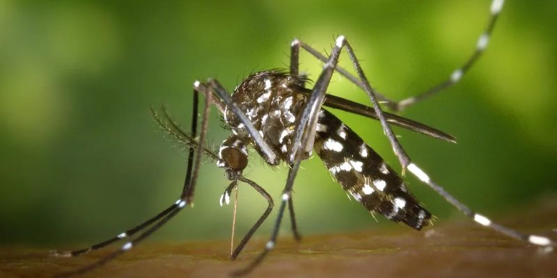 Dengue En Córdoba Capital: En Marzo Se Contabilizaron 7.732 Nuevos Casos
