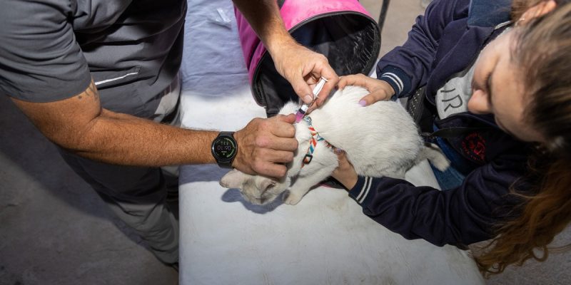 Mañana Se Podrá Vacunar A Perros Y Gatos Contra La Rabia En Plaza Vélez Sarsfield