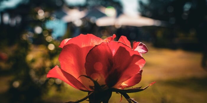 Este Viernes, El Ente BioCordoba Invita A Participar De Diferentes Actividades Por El Octubre Rosa