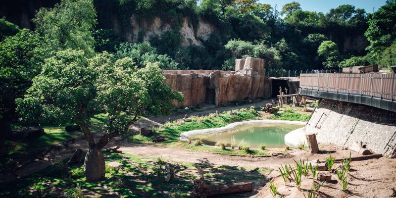 Passerini Inauguró El “Refugio De Las Barrancas”, Un Nuevo Espacio Donde Vivirán Los Osos Del Parque De La Biodiversidad