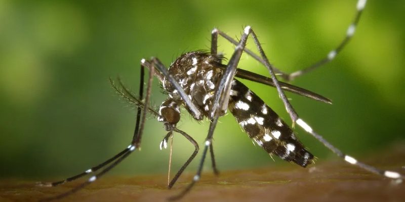 Recomendaciones Para Viajeros Sobre El Dengue