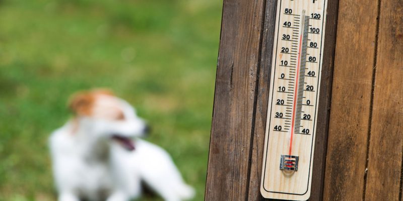 Ola De Calor En La Ciudad: La Importancia De Cuidarnos Y De Cuidar A Las Mascotas De Los Golpes De Calor