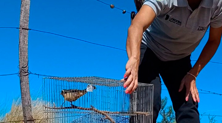 Luego De Ser Rehabilitadas, 16 Aves Retornaron A Su Hábitat Natural