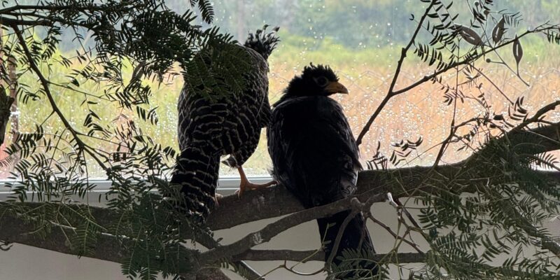 Trasladaron Cinco Muitú Desde El Parque De La Biodiversidad A Corrientes