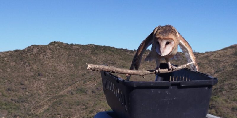 Liberaron Aves Alojadas Y Rehabilitadas En El Parque De La Biodiversidad