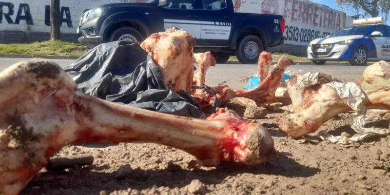 La Municipalidad De Córdoba Clausuró Un Frigorífico Que Disponía Restos Cárnicos En La Vía Pública