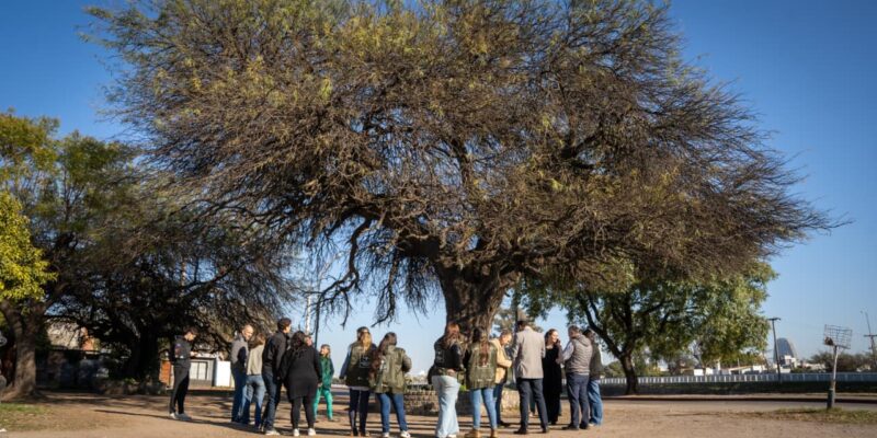 Un Histórico Algarrobo De San Vicente Fue El Primer Ejemplar Del Nuevo Catálogo De Árboles Notables De La Ciudad