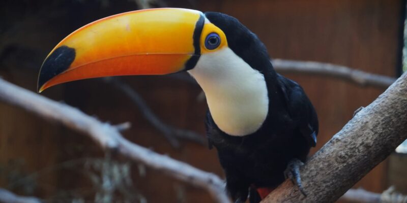 El Parque De La Biodiversidad Trasladó Dos Tucanes Toco A La Reserva Natural Horco Mollo De Tucumán