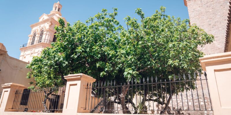 Córdoba Ya Registra Decenas De árboles Notables, Protegidos Y Cuidados Por La Comunidad