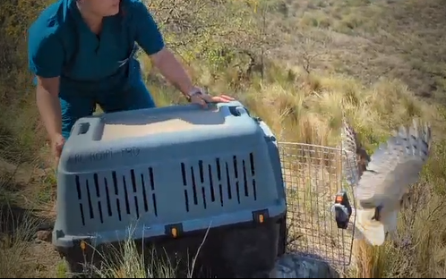 Nueva Liberación De Aves Y Ya Suman 98 En Lo Que Va Del Año