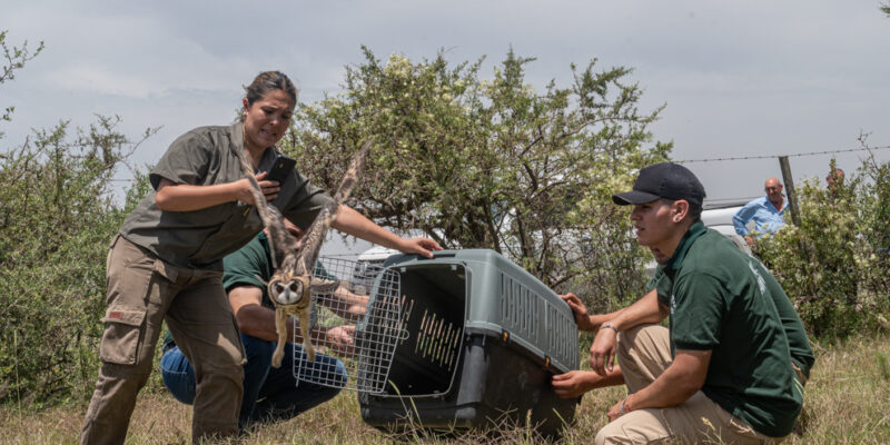 Animales Rescatados Del Trafico Ilegal Y El Mascotismo Fueron Liberados En Su Hábitat Natural