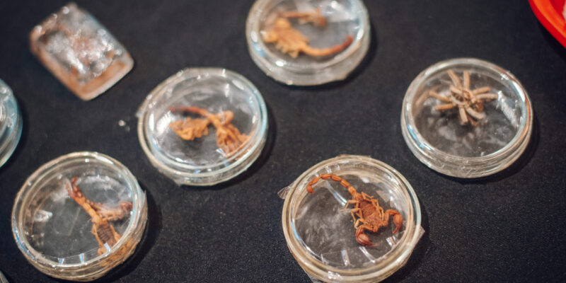 Medidas Preventivas Para Evitar Mordeduras O Picaduras De Animales Ponzoñosos