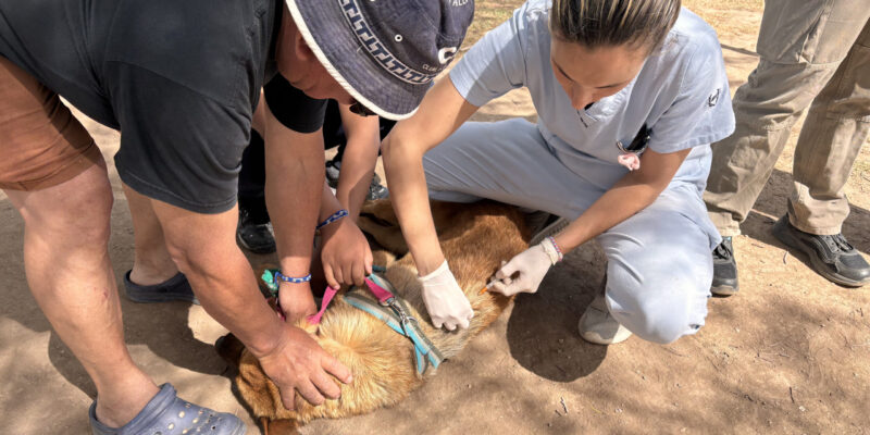 En Diciembre Continúa La Vacunación Antirrábica Gratuita Para Perros Y Gatos: Próximo Martes En Altos De Santa Ana