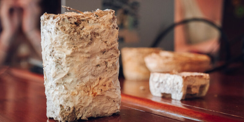 Con Micelio De Hongos Y Cartón Reciclado Reemplazan El Uso De Telgopor Y Espumas Poluretánicas Para Producción De Paneles Aislantes Que Se Utilizan En La Construcción