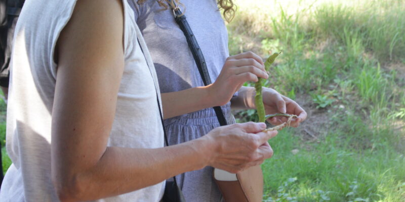 Caminatas De Recolección De Semillas Nativas En La Reserva Natural Urbana General San Martín