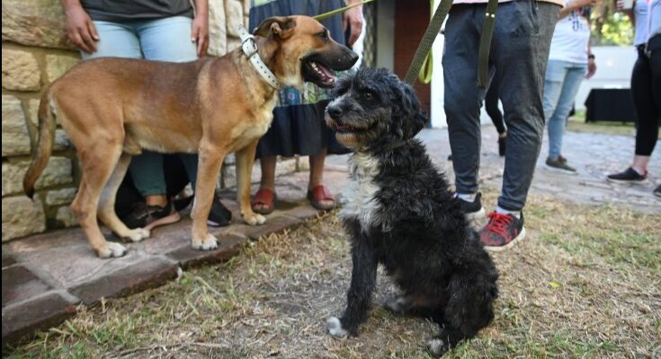 Ola De Calor: Guía Para Prevenir Los Efectos Negativos En Las Mascotas