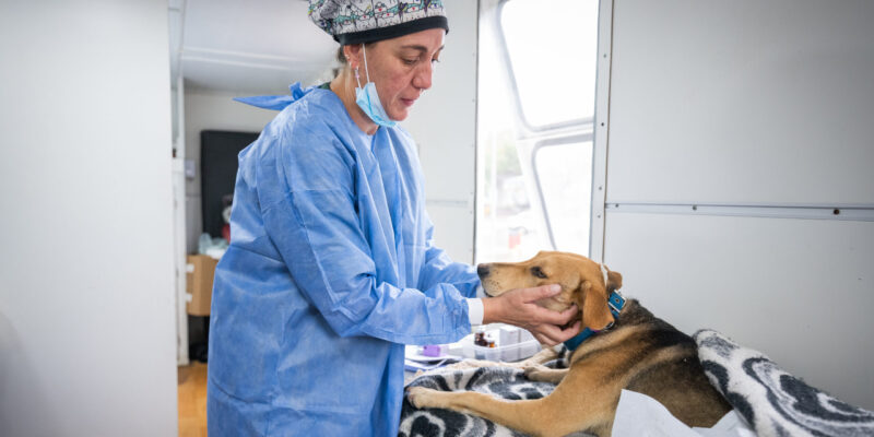 Desde Mañana, Vecinos Podrán Reservar Turnos Para Castraciones De Animales De Compañía En El CPC Ruta 20