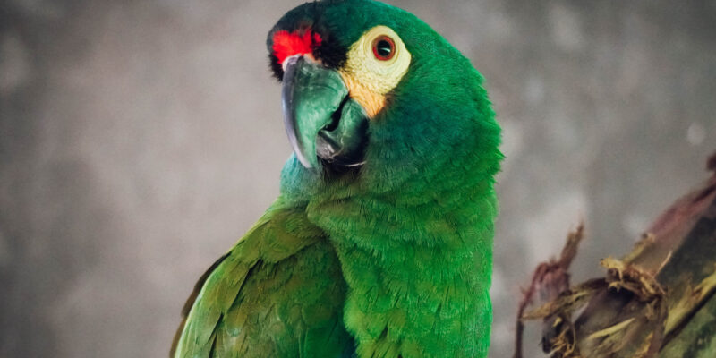 Trasladaron A Un Loro En Peligro Crítico De Extinción En Argentina A La Reserva Puente Verde En Misiones