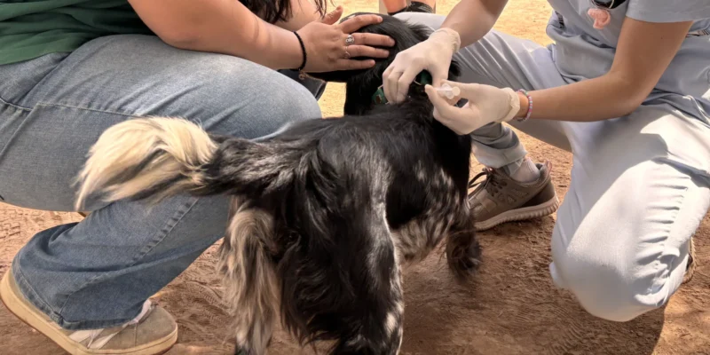 Cronograma Mensual De Vacunación Contra La Rabia