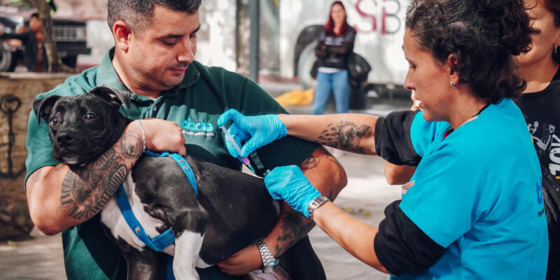 Día Del Animal: Vacunación Contra La Rabia En El Concejo Deliberante