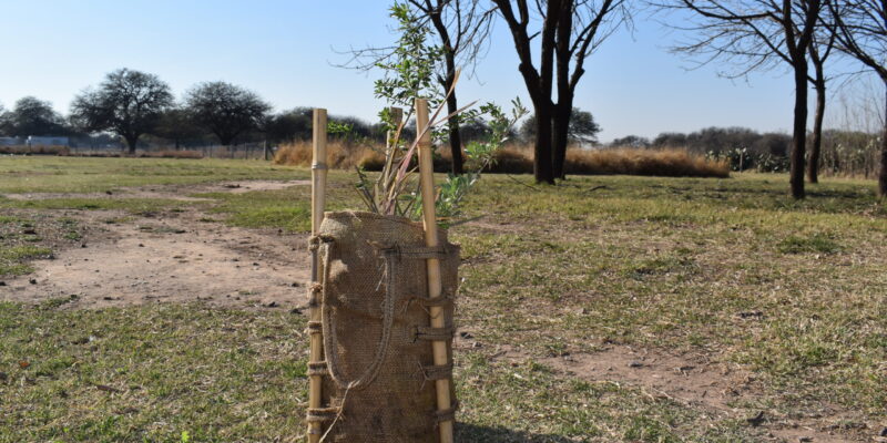 Célula De Bosque: La Universidad Católica Presenta Un Dispositivo Simple E Innovador Para La Restauración De Ecosistemas