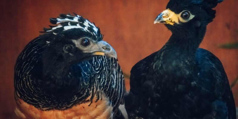 El Parque De La Biodiversidad Volvió A Trasladar A Cinco Muitúes A La Reserva De Corrientes