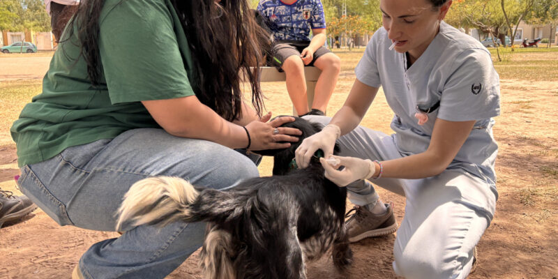 Continúan Las Jornadas Itinerantes De Vacunación Antirrábica Gratuita Para Perros Y Gatos