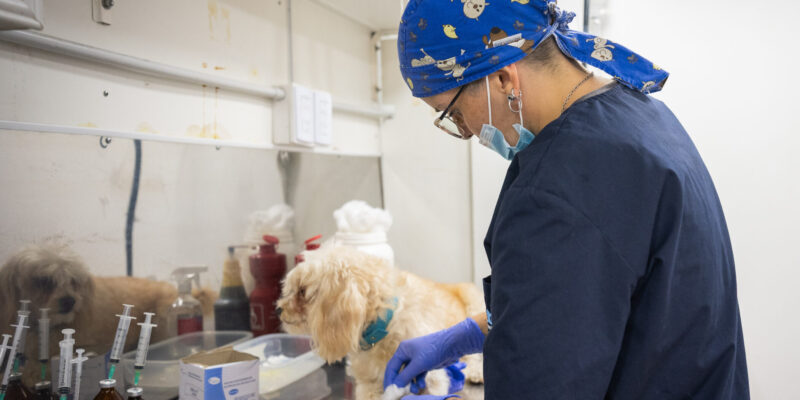 La Ciudad De Córdoba Fue Reconocida Internacionalmente Por Su Práctica De Gestión Humanitaria De Animales De Compañía