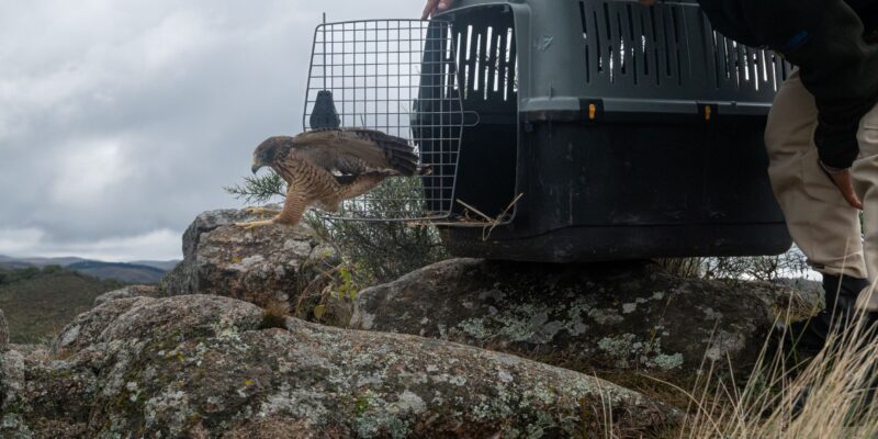 Fueron Liberados Veinte Ejemplares De Fauna Silvestre En La Zona De Colanchanga