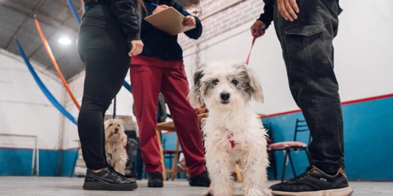 Los Operativos De Vacunación Antirrábica Para Perros Y Gatos Continúan Recorriendo La Ciudad