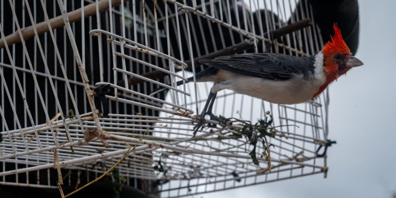 Fueron Liberados Doce Ejemplares De Especies Nativas Rehabilitadas Por El Parque De La Biodiversidad