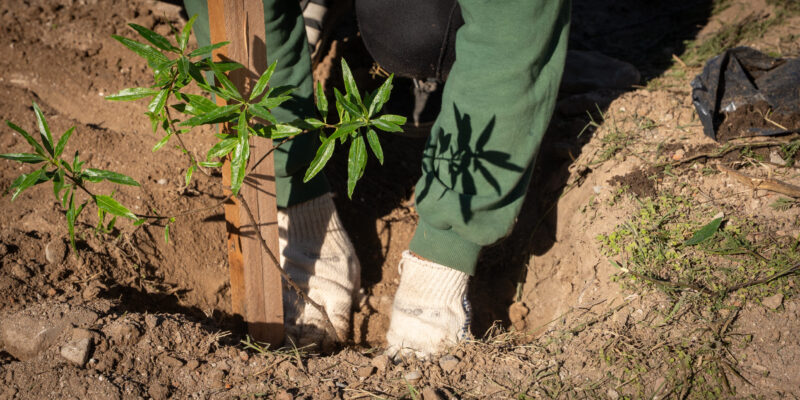 “Córdoba Respira Memoria”: Más De 14000 Nuevos árboles Se Plantaron En Plazas, Escuelas, Jardines Y Clubes