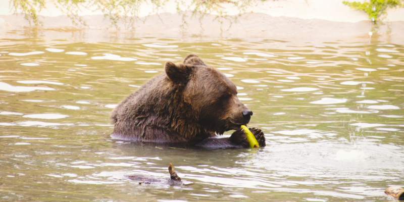 El Oso Koda Será Sometido A Una Nueva Evaluación Veterinaria