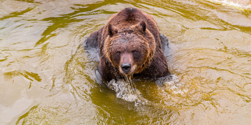 Informe Sobre El Estado De Salud Y Evolución Del Oso Koda